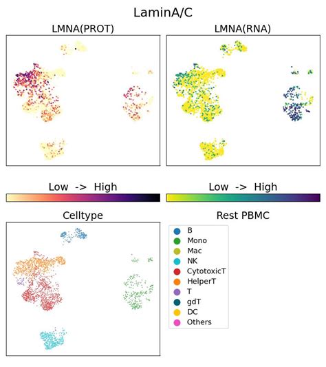 Lamin A/C antibody (G81042-1-5C) | Proteintech