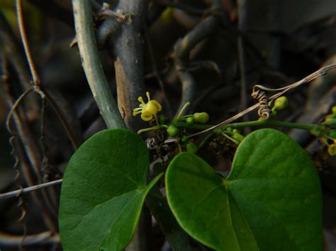 15 Health Benefits of Ayurvedic Plants and Herbs, its Uses, Dosage ...