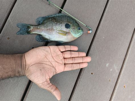 Image result for Using Active Target for Fishing