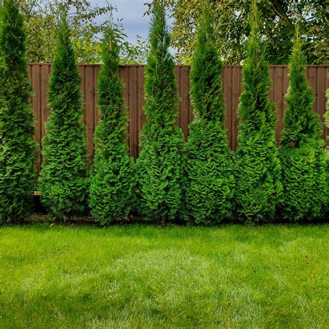 Buy American Pillar Arborvitae at Eva Howse blog