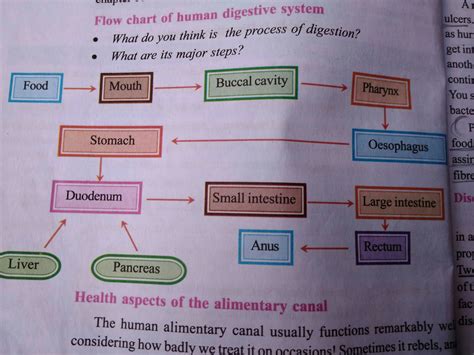 flow chart of alimentary canal - Brainly.in