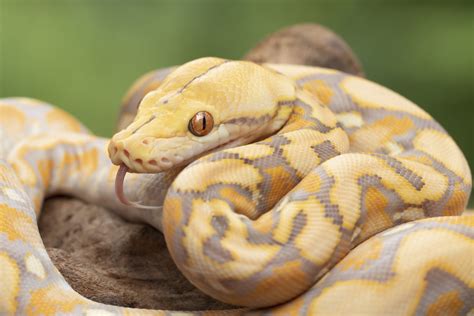 Image result for Giant Tiger vs Python