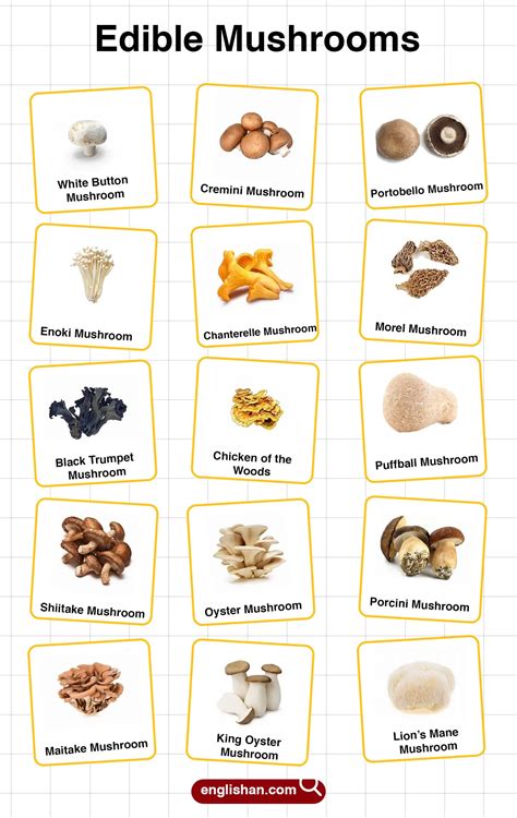 Edible Mushrooms List – Learn Their Names with Pictures