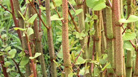 Japanese knotweed identification: Do you know how to spot this plant in a garden? | Homebuilding ...