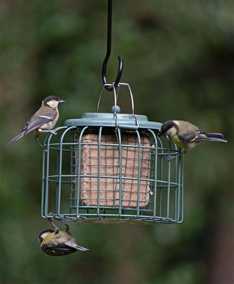 Original Oval Suet Feeder from Living with Birds