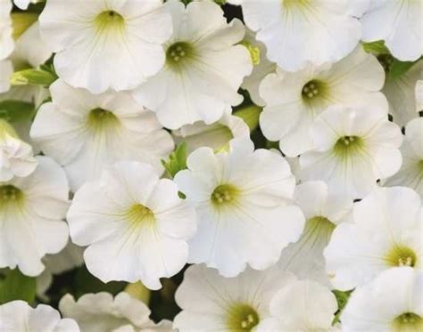 Dubai Miracle Garden, Al Barsha, Dubai | TimesTravel