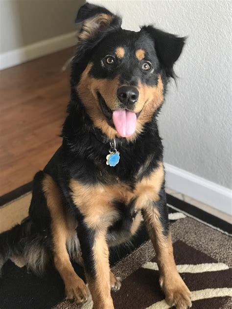 Rottweiler Husky Mix Rottsky Breed Info And Guide