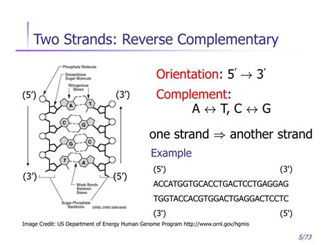 Reverse Complement 的图像结果