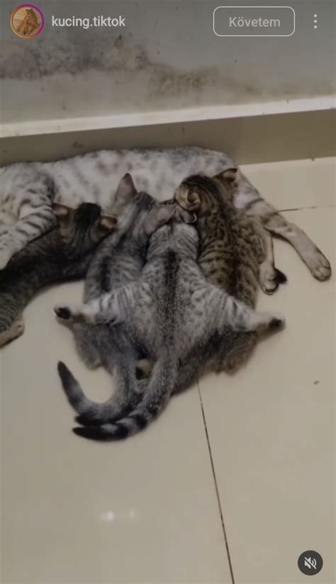 Learning Middle Splits 的图像结果