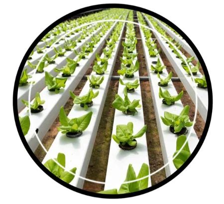 Bio Fertilizer in Noida, Potassium Nitrate Fertilizer in Noida