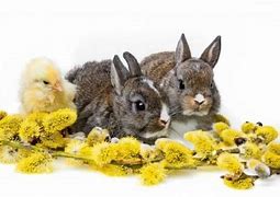 Image result for Spring Bunnies and Flowers