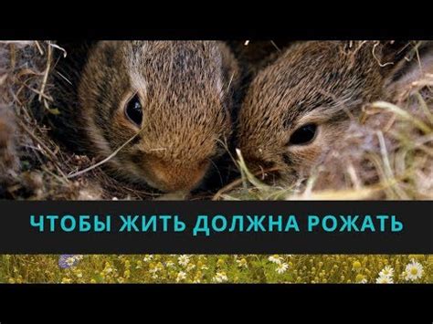 Крольчиха должна рожать - крольчата! Продуктивное кролиководство ...
