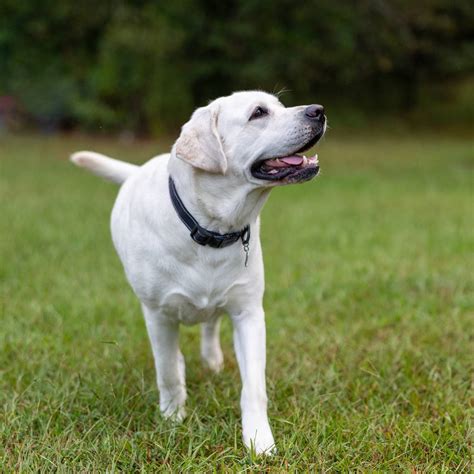 Our Parents | A&B Labradors