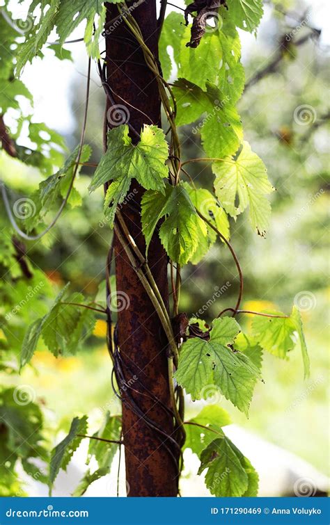 Vine Stems with Leaves Twining Around the Old Support. Stock Image ...
