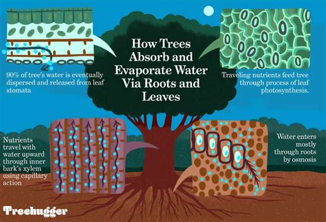 How Plants Drink Water: The Science Of Root Absorption Explained