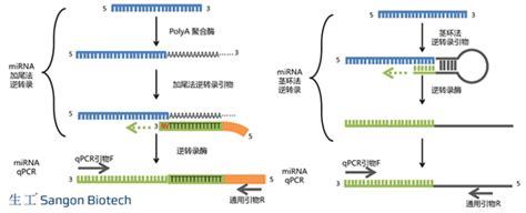qPCR 的图像结果