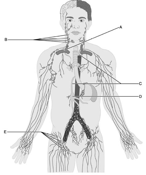 Image result for Crash Course Lymph System