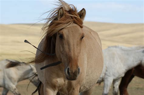 Off to Mongolia - Land of Blue Sky!: The Animals and Nomads of the ...