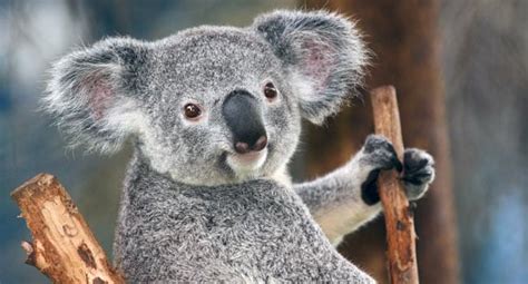 Meet the slowest animals of the world - India Today