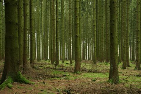 Nature Woods 的图像结果