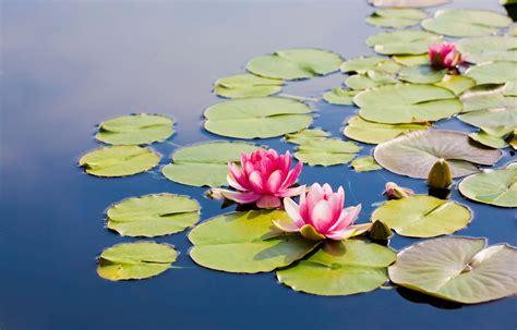 Where Does the Lotus Flower Grow? - Earth.com