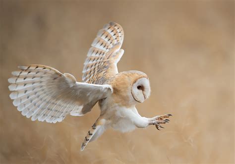 Barn Owl | Facts About Barn Owls