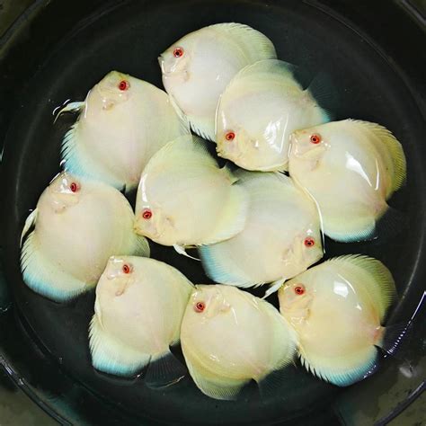 Image result for Discus Albinos