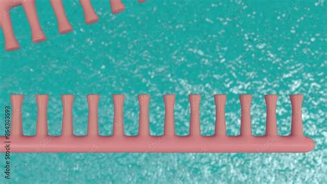 Image result for DNA Replication Process Animation