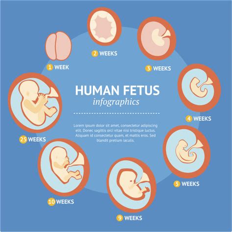 【转】高清图解人类胎儿发育过程 | Jerkwin