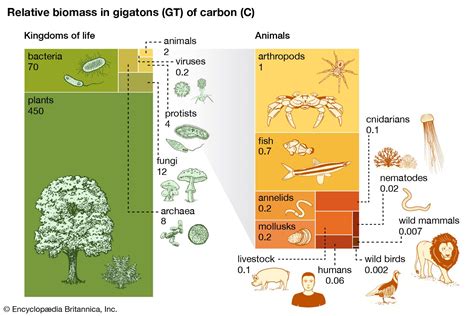 Biomass Fuel Examples Biomass Based Fuel Blends As An Alternative For