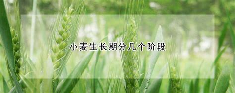 低模 卡通 麦子生长周期 大麦 麦子 麦田 稻谷 高粱 粮食 粮草 稻谷-cg模型免费下载-CG99