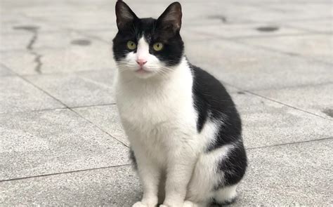 Understanding the Quirky Behavior of Tuxedo Cats – Clawsable