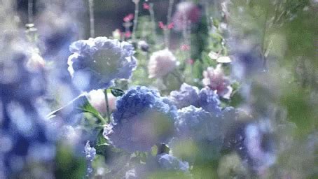 Flower Blooming GIFs | GIFDB.com