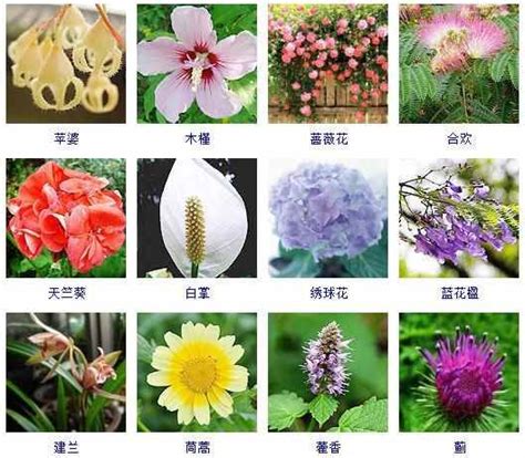 植物图片及名称大全（花友整理了150种观花植物）_环球信息网