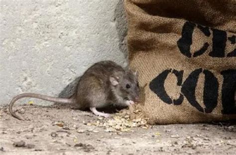 如何判断老鼠是否已经在你家做窝？-成都溯本源病虫害防治服务有限公司