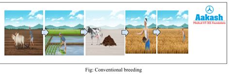 Plant Breeding: Definition, Steps, Methods & Parbhani Kranti | AESL
