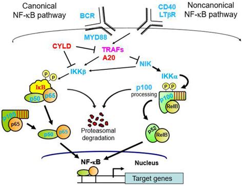 NF-κB and Human Cancer: What Have We Learned over the Past 35 Years?