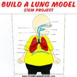Image result for Lung Model Science Fair