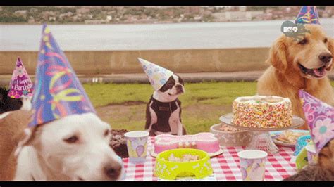 Dog Birthday GIFs - Get the best GIF on GIPHY