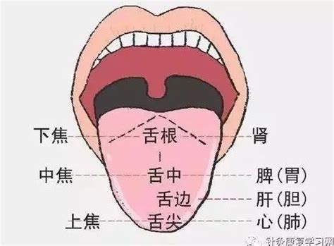 最全舌診圖解！中醫教你這些方法，看舌頭懂健康 - 每日頭條