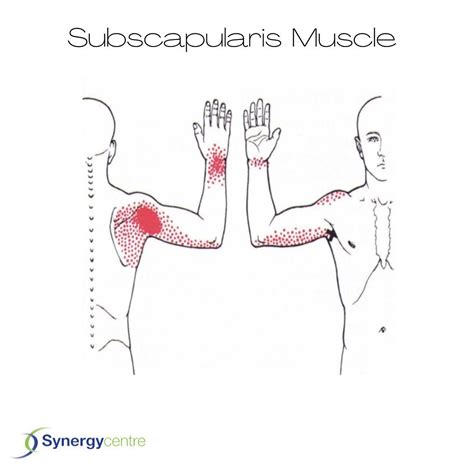 Image result for Subscapularis Muscle Function