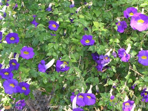 Thunbergia erecta Plant For Sale In India | Online plant nursery