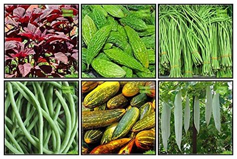 Creative Farmer Seeds India Combo Vegetable Seeds : Amaranthus(Red ...