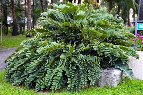 Best Zamia Furfuracea Palm Trees Near To Me Shop Now In Kadiyam India ...