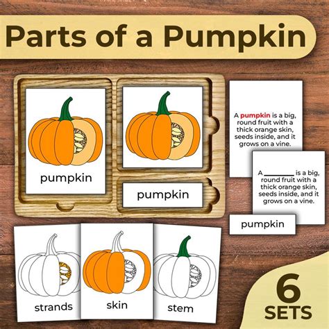Parts of a Pumpkin Anatomy 3 Part Cards Pumpkin Nomenclature Cards ...