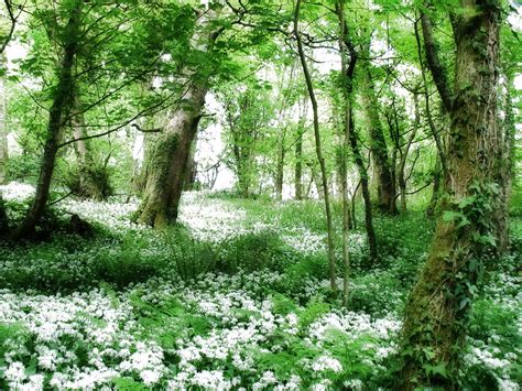 Image result for T-Tree