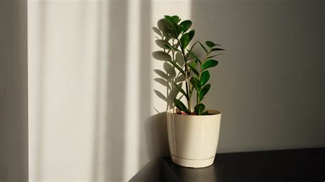 7 plants that can survive without sunlight | Tom's Guide