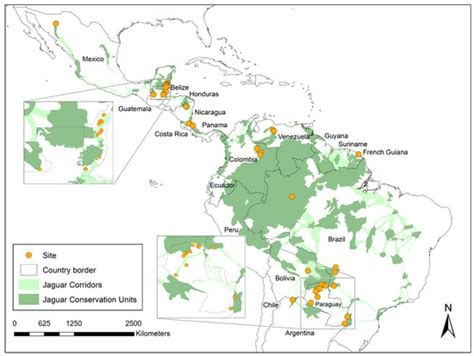 Sixty Degrees of Solutions: Field Techniques for Human–Jaguar Coexistence