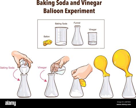 Baking Soda and Vinegar-Balloon Experiment-Science Stock Vector Image ...