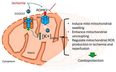 Pharmacologic ROMK Inhibition Protects Against Myocardial Ischemia ...